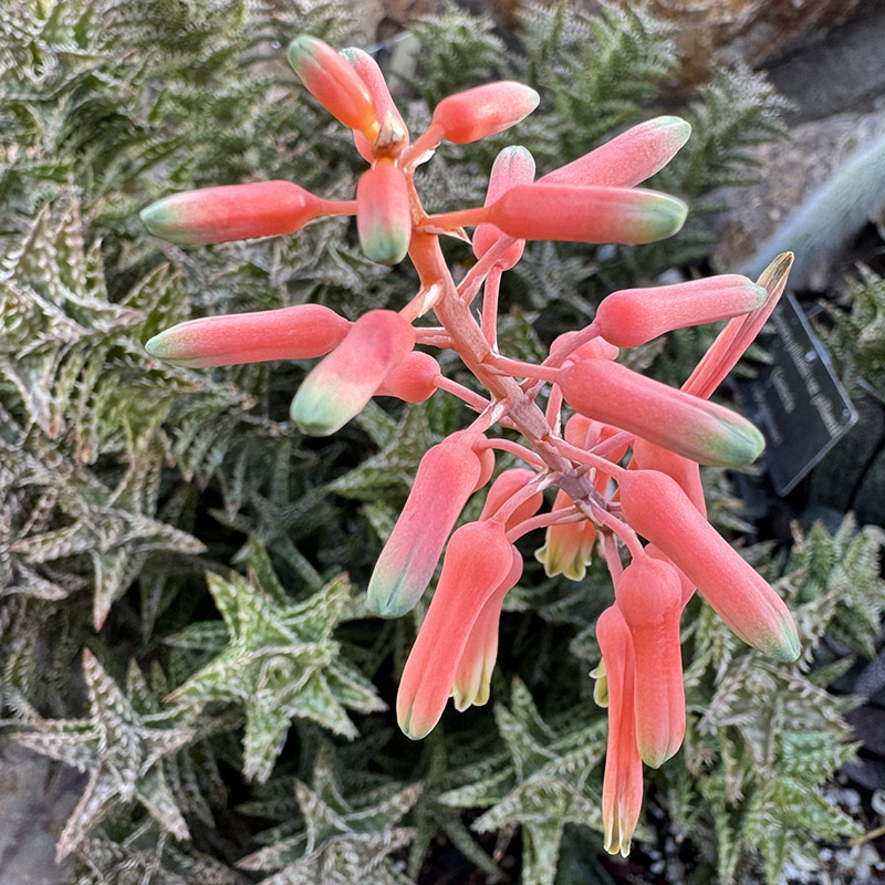 Aloe juvenna