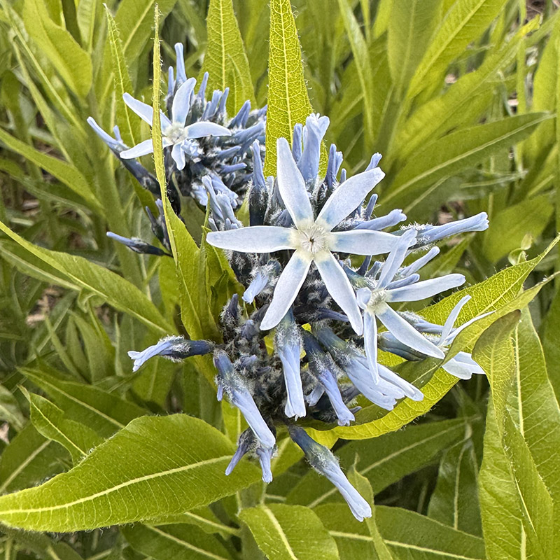 Amsonia tabernaemontana