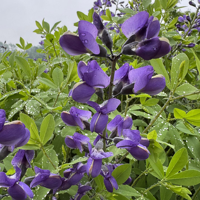blue wild indigo
