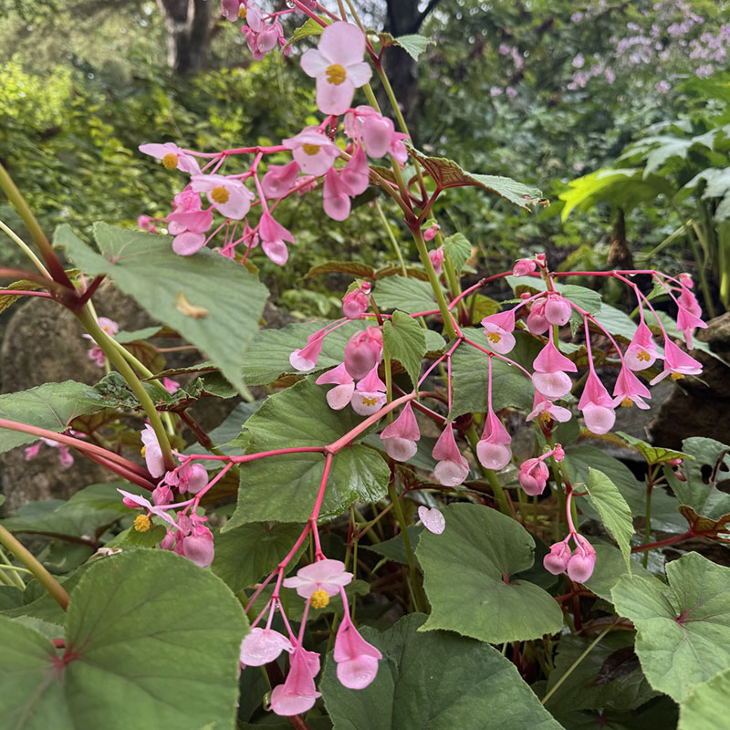 Begonia grandis