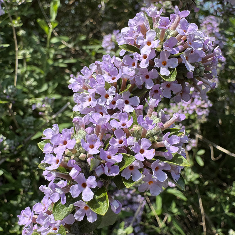 Buddleja alternifolia