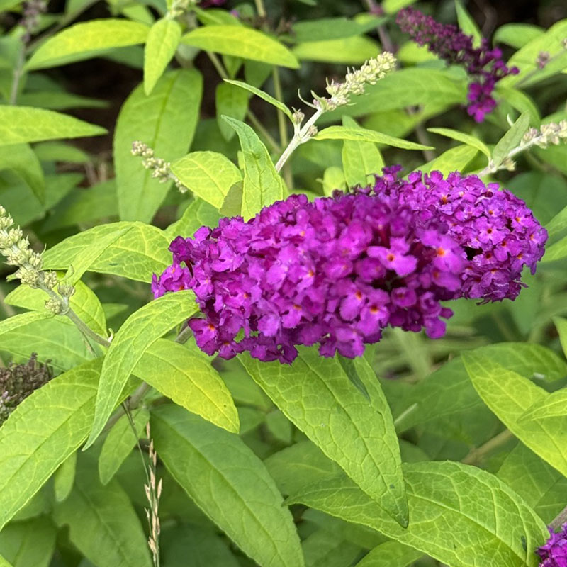 Buddleja davidii ‘Evil Ways’