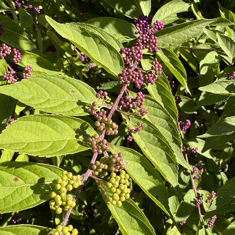 Callicarpa dichotoma