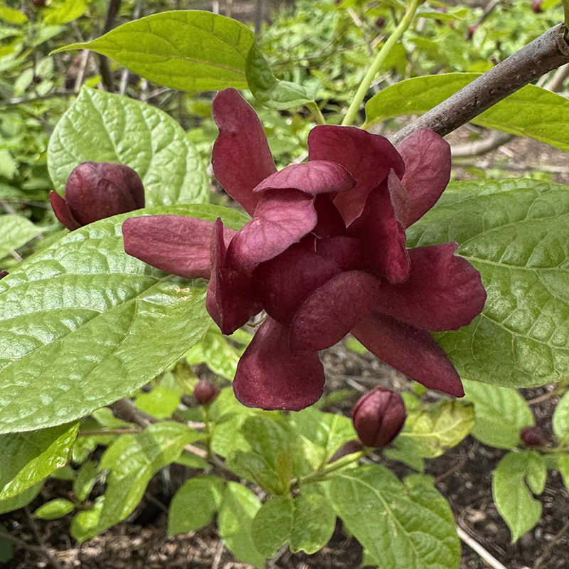 Calycanthus × raulstonii ‘Hartlage Wine’