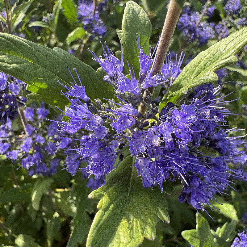 Caryopteris × clandonensis ‘Emerald Crest’