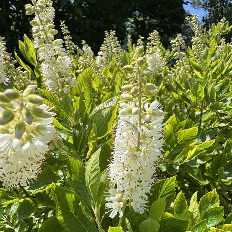 Clethra alnifolia ‘Caleb’