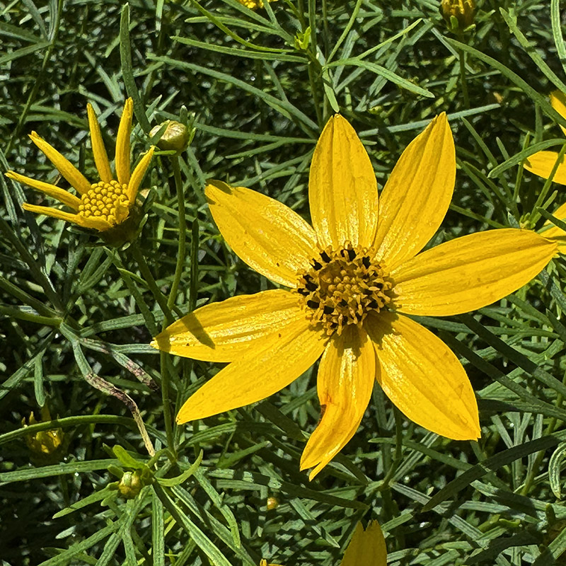 Coreopsis verticillata ‘Golden Showers’