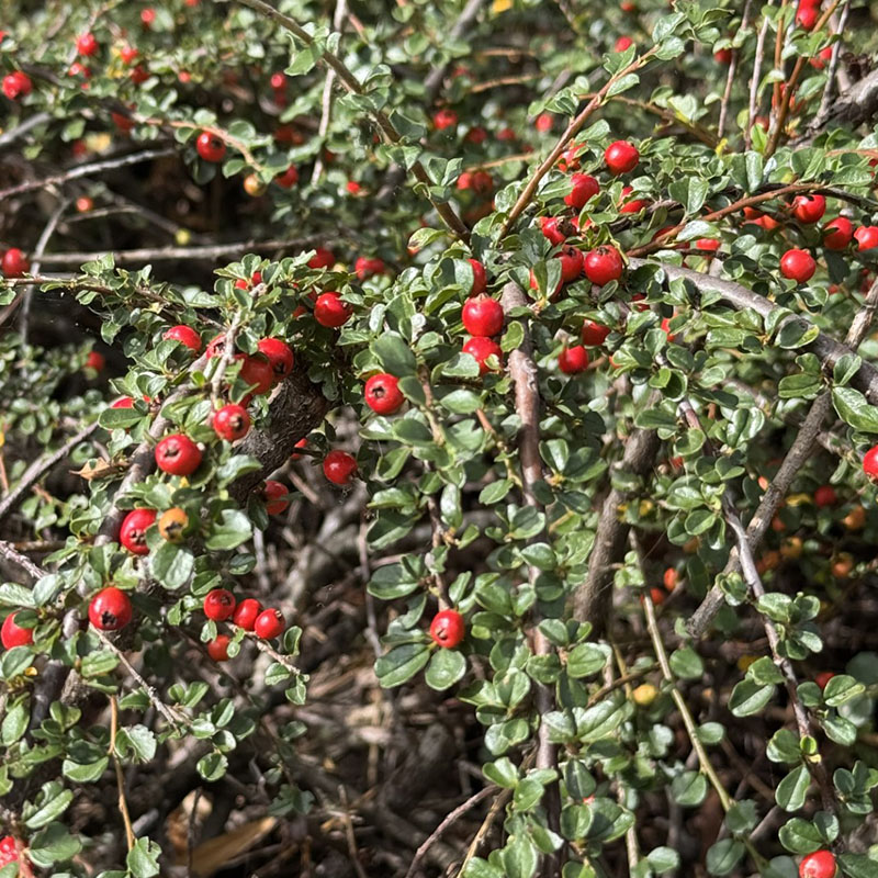 Cotoneaster × hessei