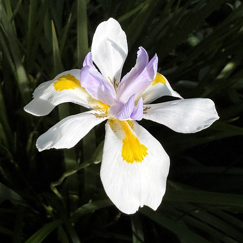 Dietes grandiflora
