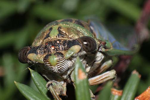 Cicada