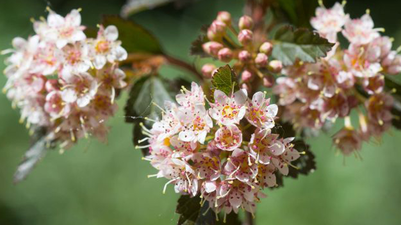 Physocarpus opulifolius 'Donna May'