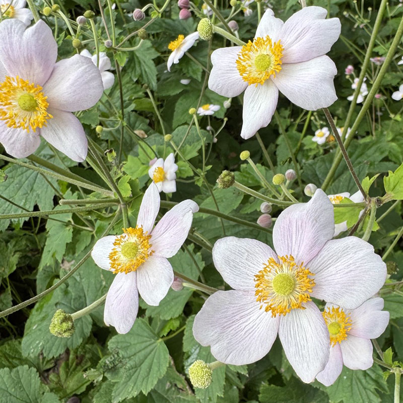 Eriocapitella tomentosa ‘Albadura’
