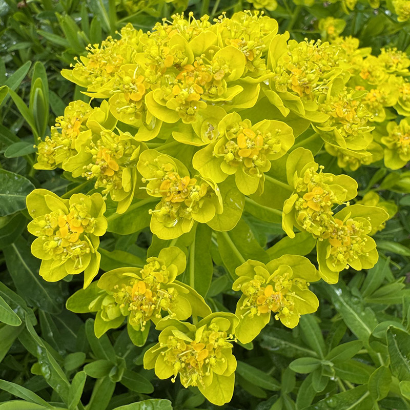 marsh spurge