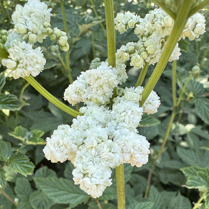 Filipendula ulmaria ‘Plena’