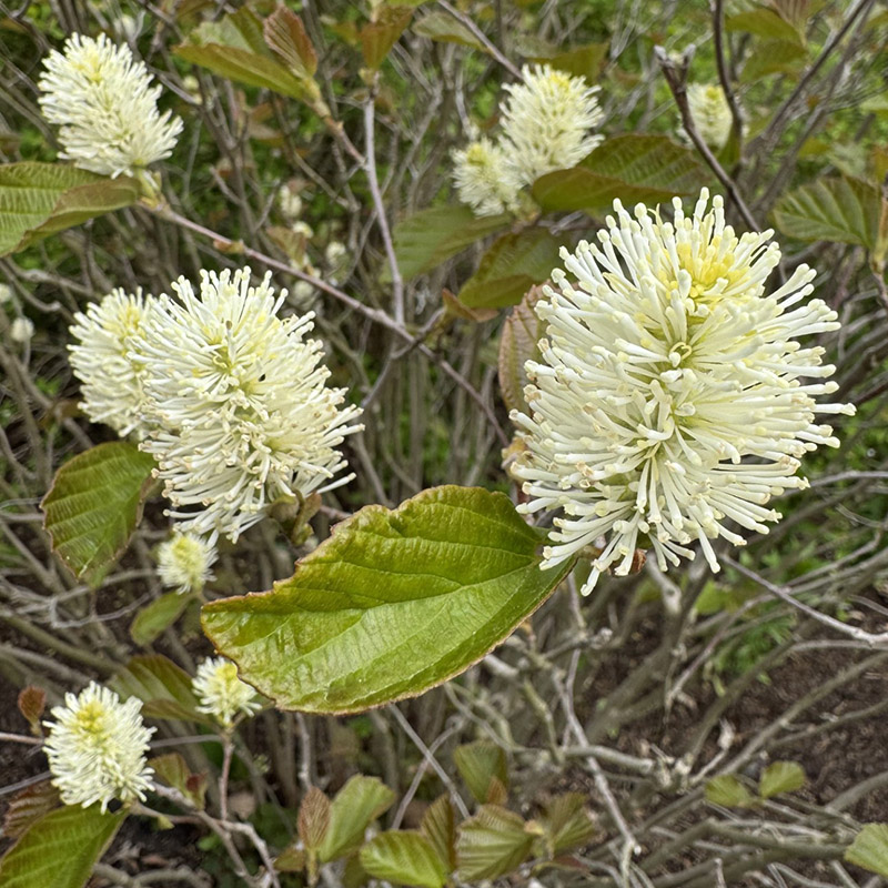 Fothergilla major