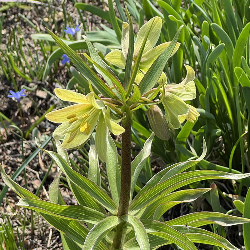 Fritillaria raddeana