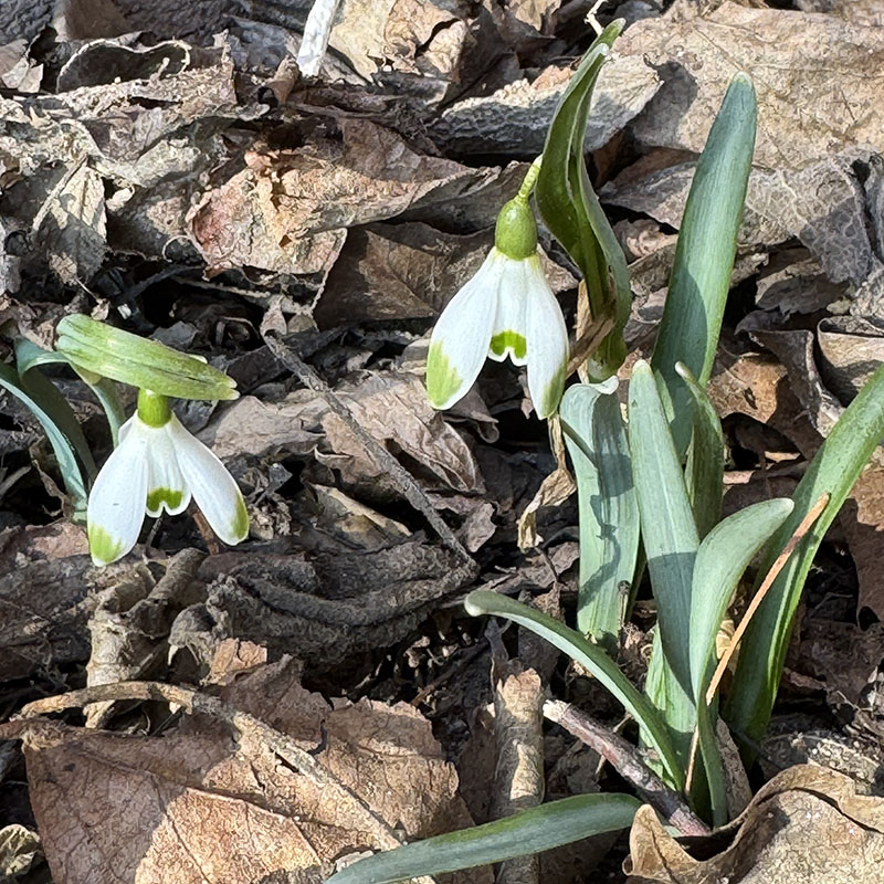 Galanthus nivalis ‘Viridi-Apice’