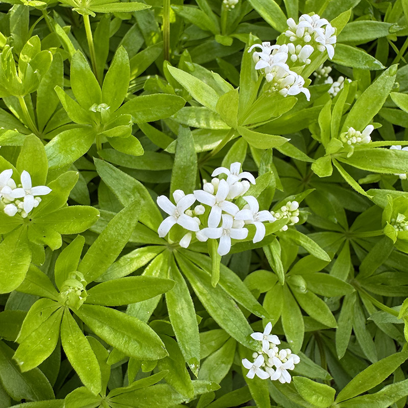 Galium odoratum 
