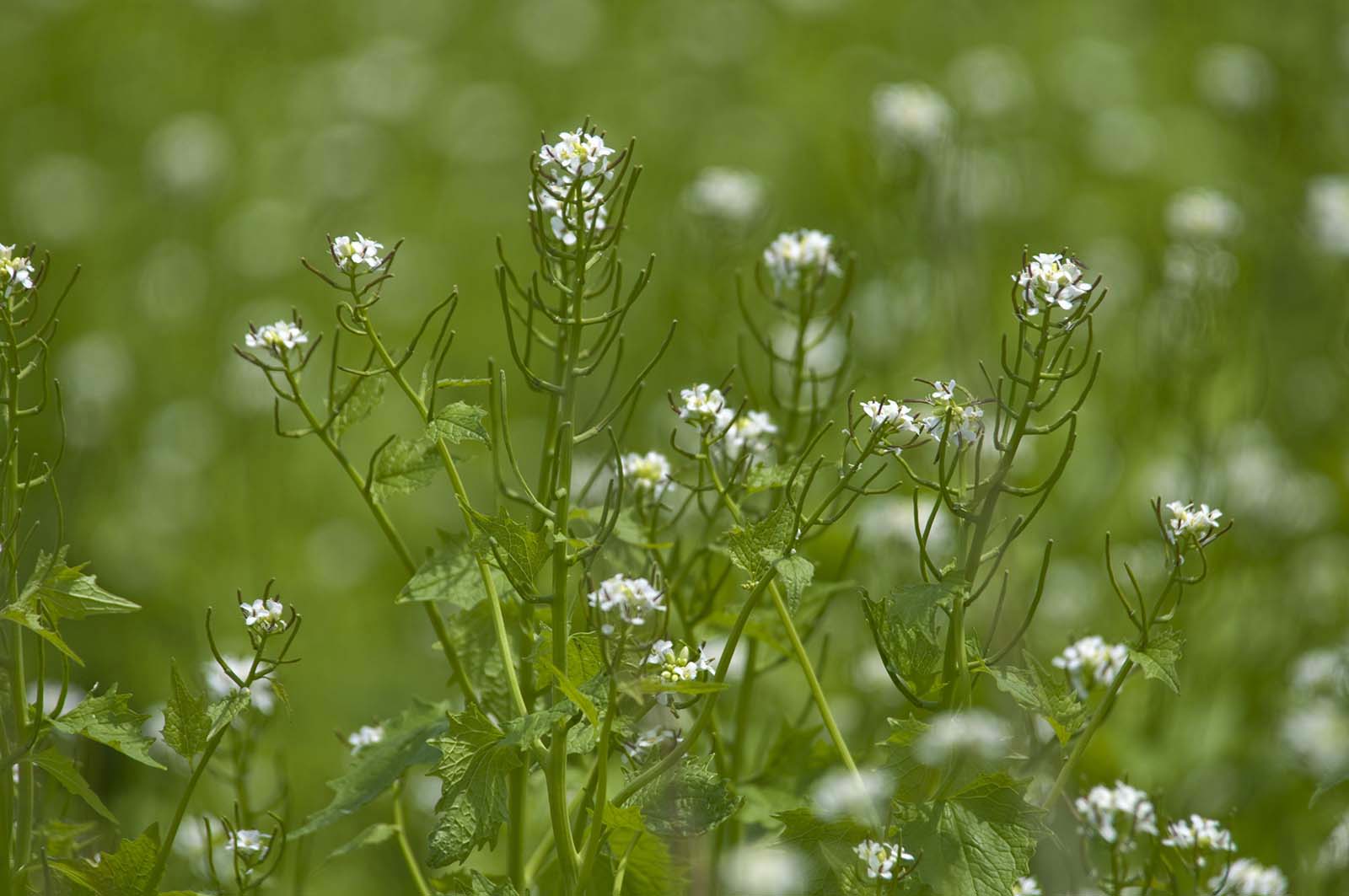 Garlic mustard