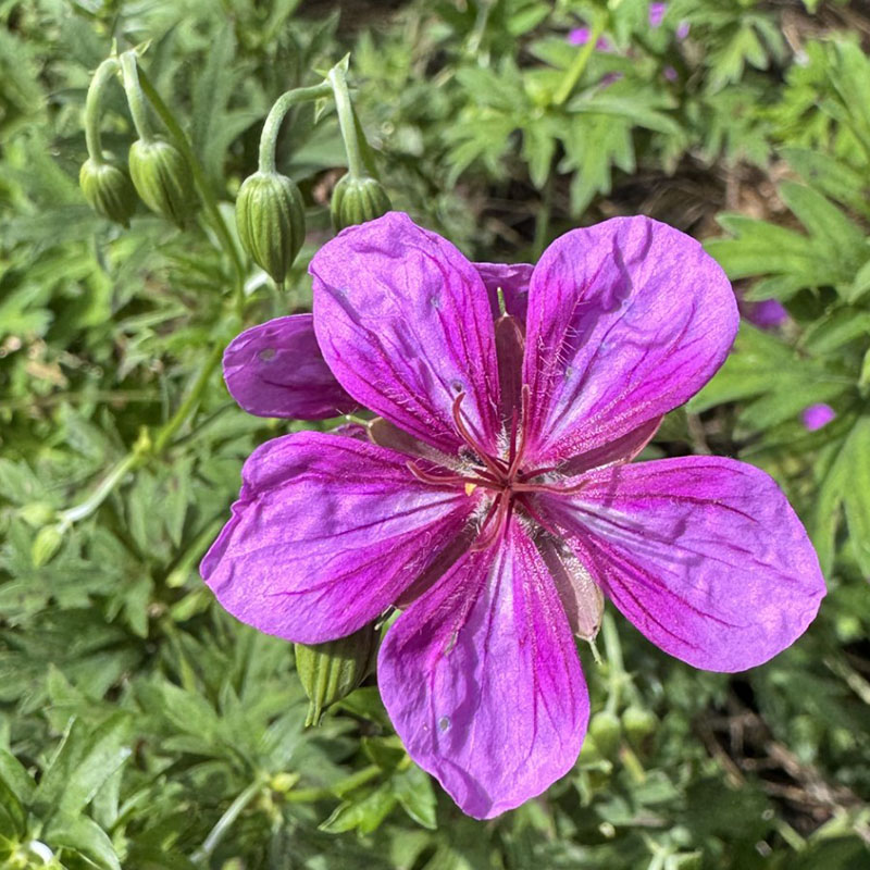 Geranium yesoense