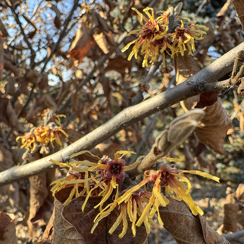 Hamamelis vernalis ‘KLMNineteen’