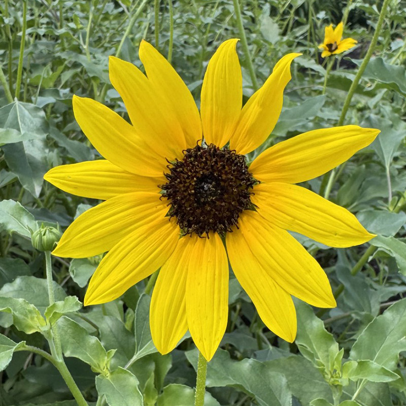 Helianthus petiolaris subsp. petiolaris