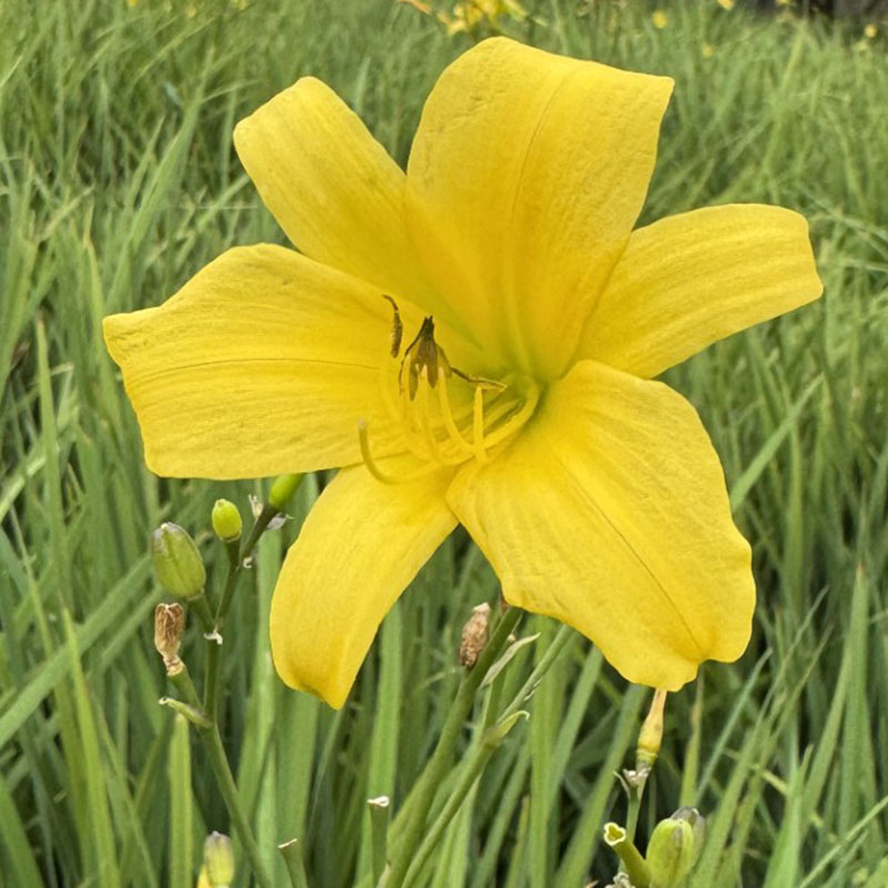 Steeple Jackie Daylily