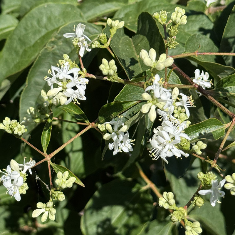 Heptacodium miconioides ‘SMNHMRF’