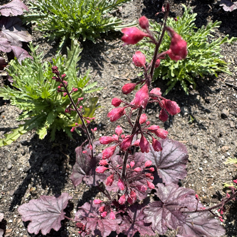 Heuchera ‘Grape Timeless’ 
