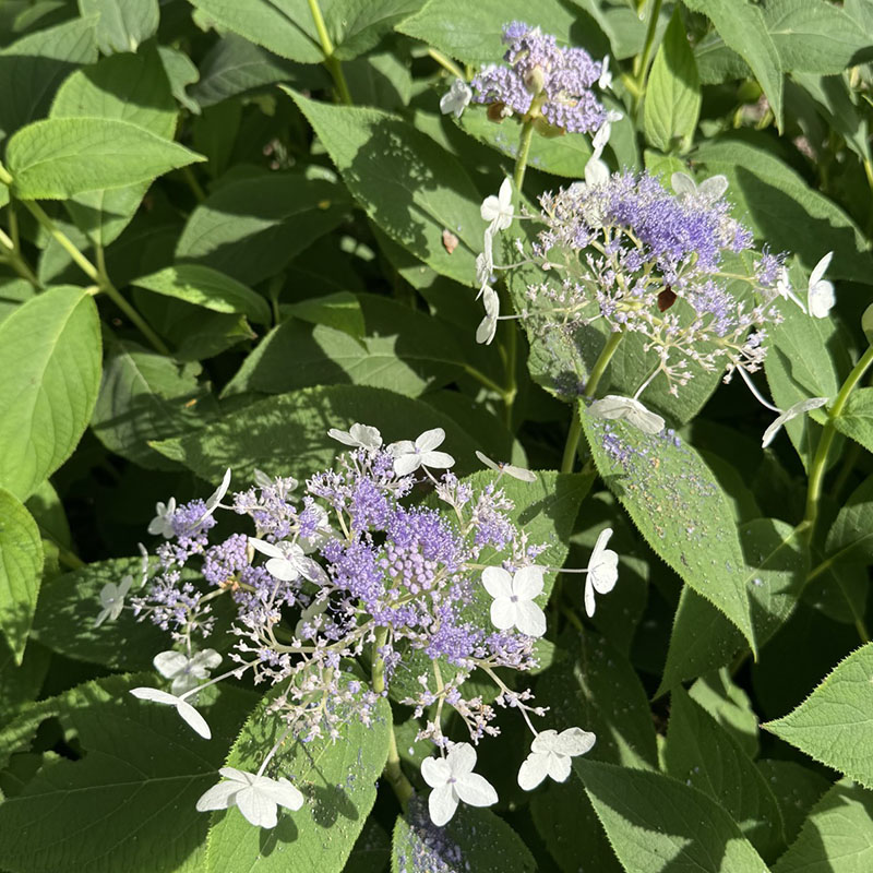 Hydrangea involucrata ‘Wim Rutten’
