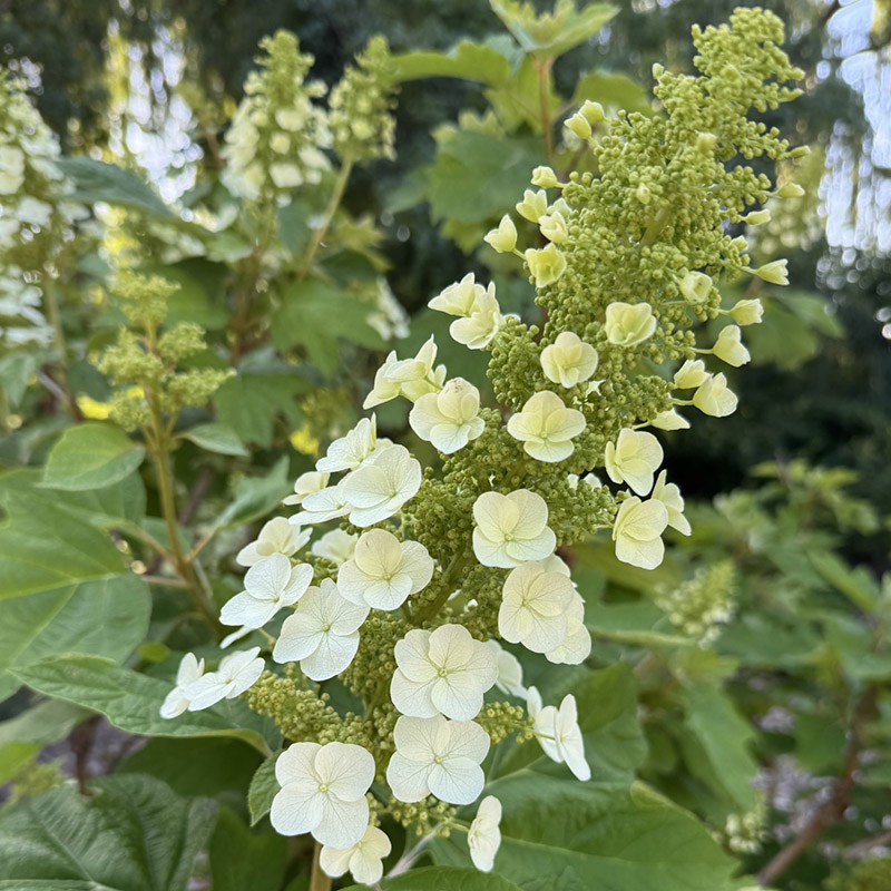 Hydrangea quercifolia 