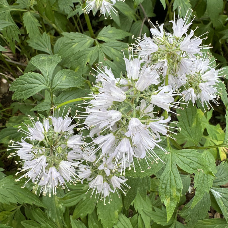 Hydrophyllum virginianum