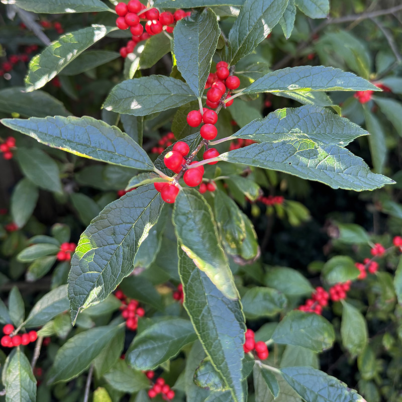 Ilex verticillata