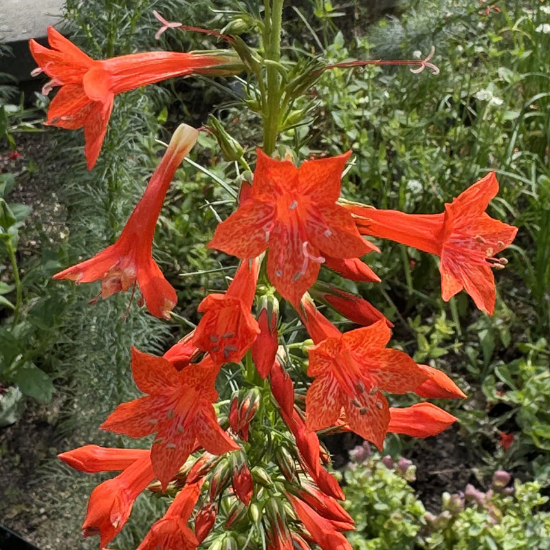 Ipomopsis rubra