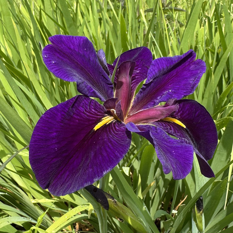 Iris ‘Black Gamecock’