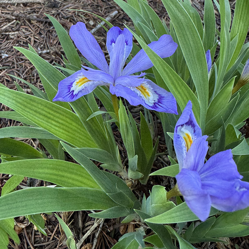 Iris cristata