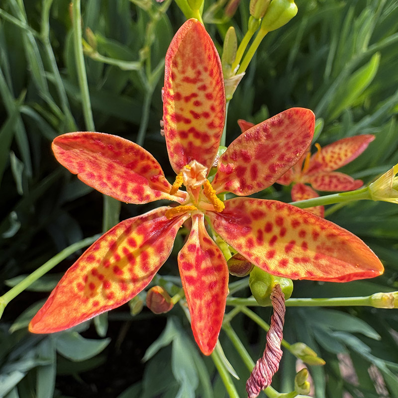 Iris domestica