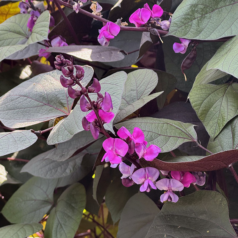 Lablab purpureus ‘Ruby Moon’