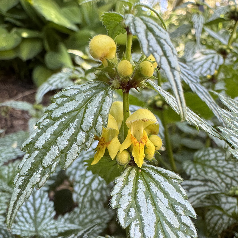 Lamium galeobdolon ‘Herman’s Pride’