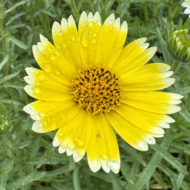 layia platyglossa