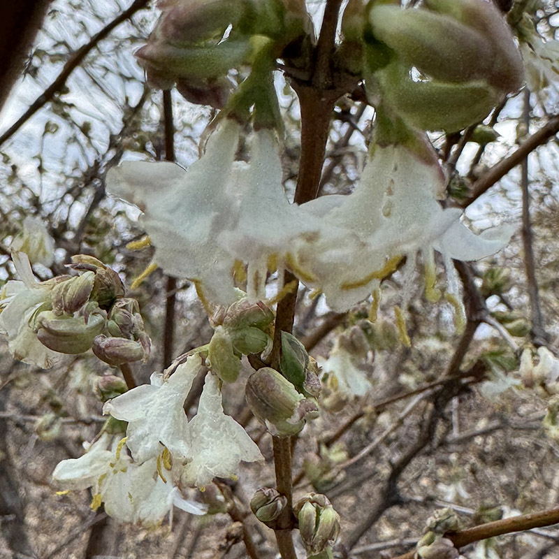 Lonicera fragrantissima