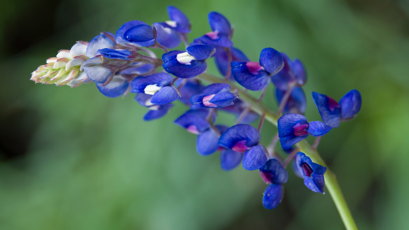 Lupinus texensis