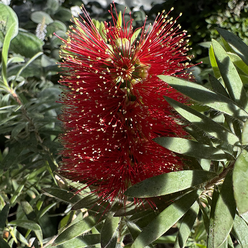 Melaleuca citrina ‘Little John’