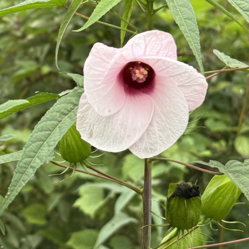 Muenchhusia laevis