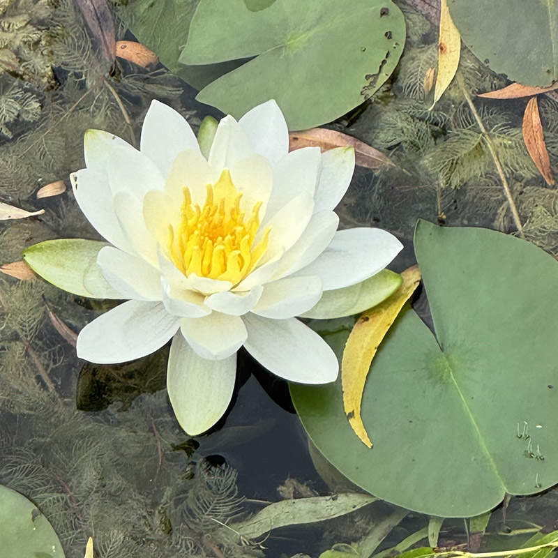 Nymphaea odorata 