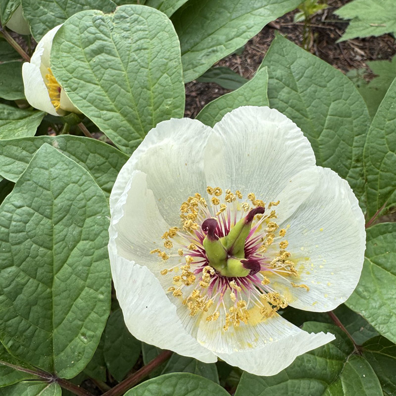 Japanese Peony