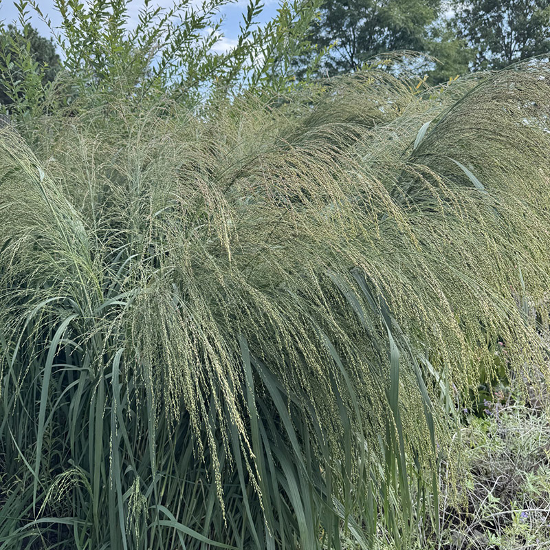 Panicum ‘Bad Hair Day’