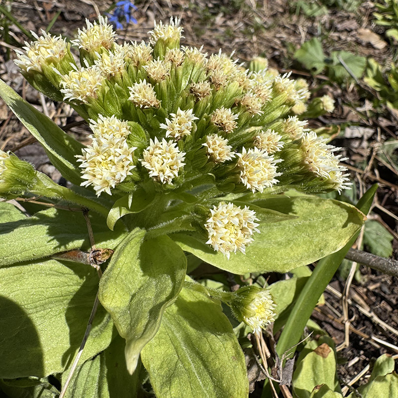 petasites japonica