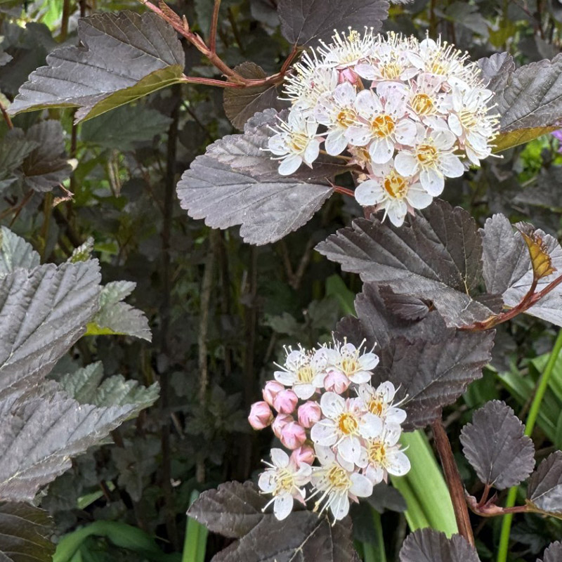 Physocarpus opulifolius ‘Royalty’