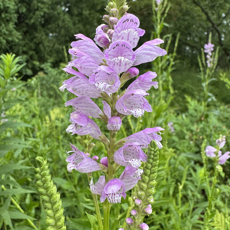 Physostegia virginiana